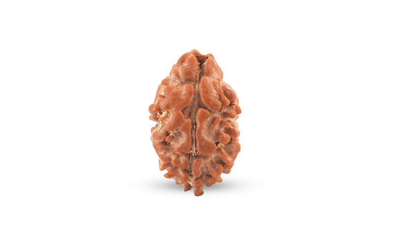 Natural 2 Mukhi Rudraksha (Nepali)