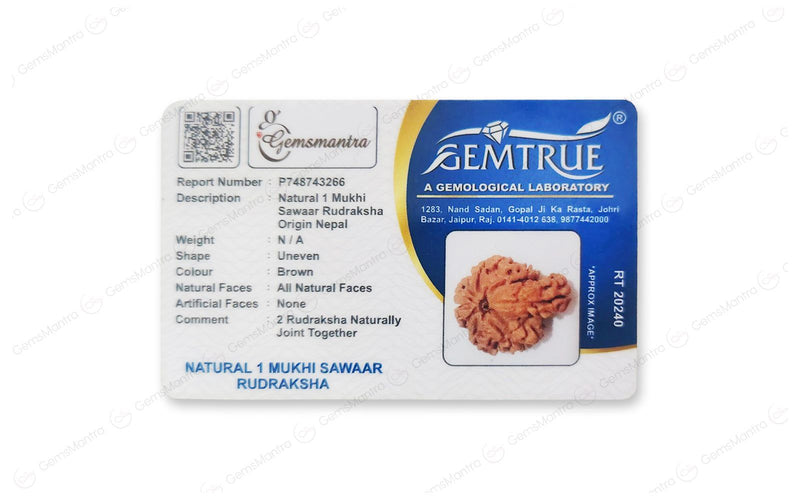Natural 1 Mukhi Rudraksha Savar (Nepali)