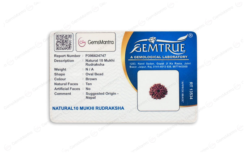 Natural 10 Mukhi Rudraksha (Nepali)