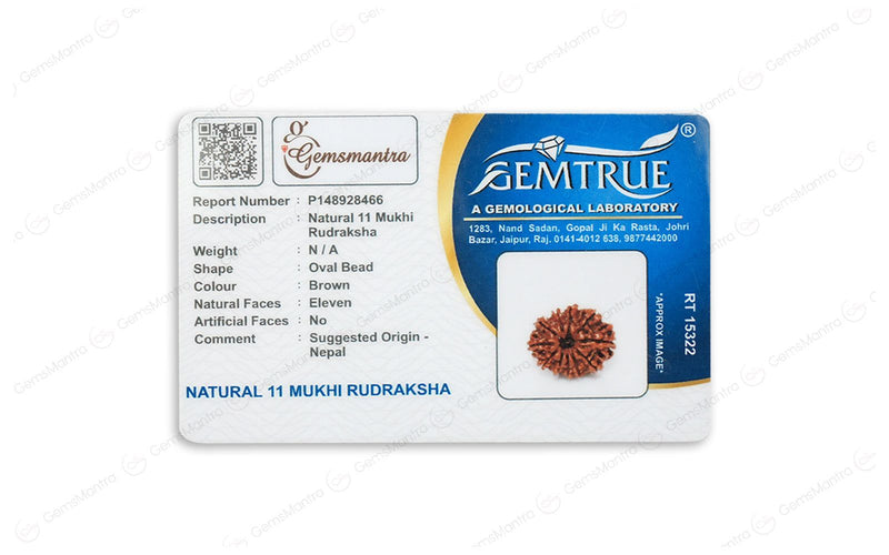 Natural 11 Mukhi Rudraksha (Nepali)