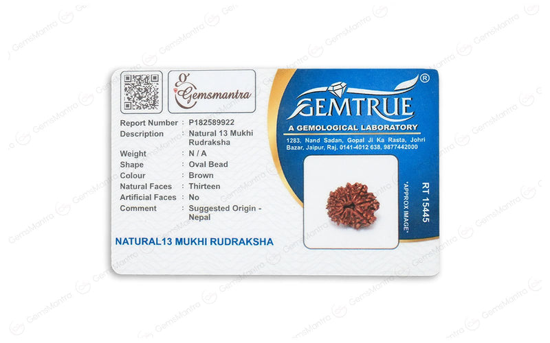 Natural 13 Mukhi Rudraksha (Nepali)