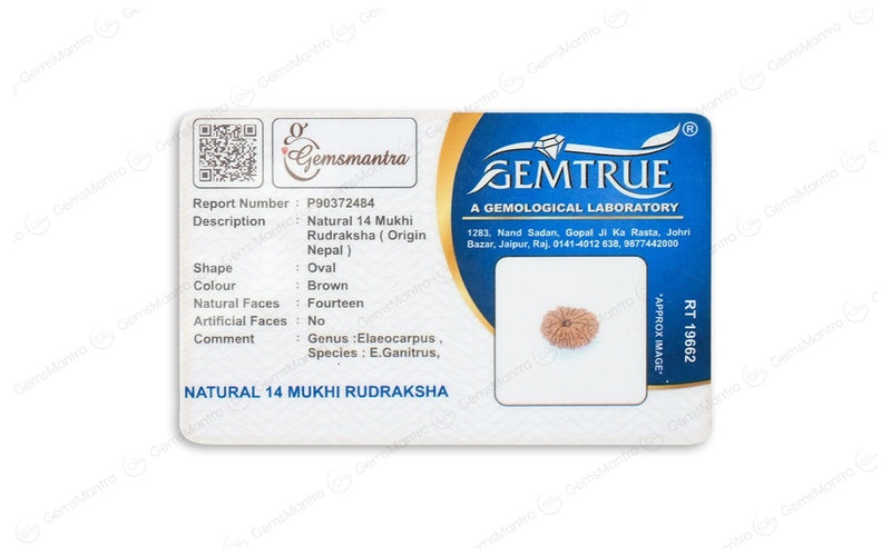 Natural 14 Mukhi Rudraksha (Nepali)