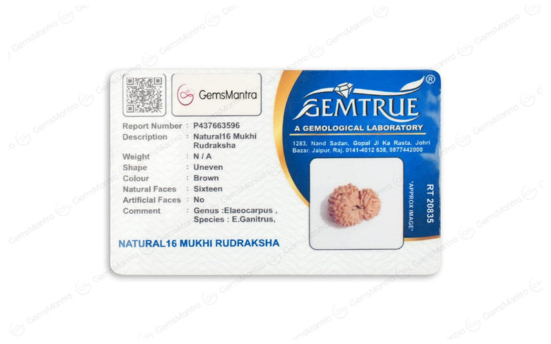 Natural 16 Mukhi Rudraksha (Nepali)