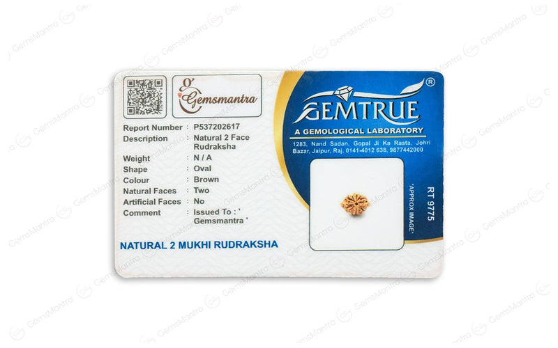 Natural 2 Mukhi Rudraksha (Indian)