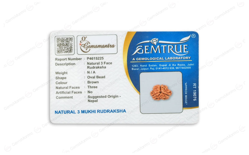 Natural 3 Mukhi Rudraksha (Nepali)