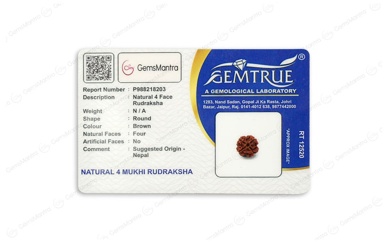 Natural 4 Mukhi Rudraksha (Nepali)