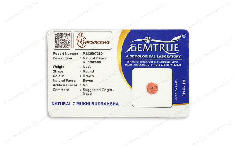 Natural 7 Mukhi Rudraksha (Nepali)