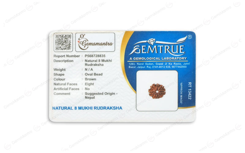Natural 8 Mukhi Rudraksha (Nepali)