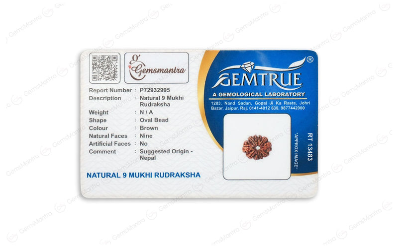Natural 9 Mukhi Rudraksha (Nepali)