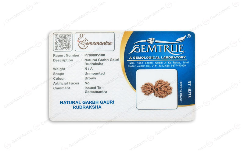Natural Garbh Gauri Shankar Rudraksha