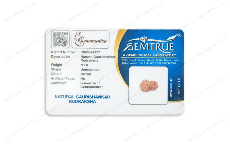 Natural Gauri Shankar Rudraksha