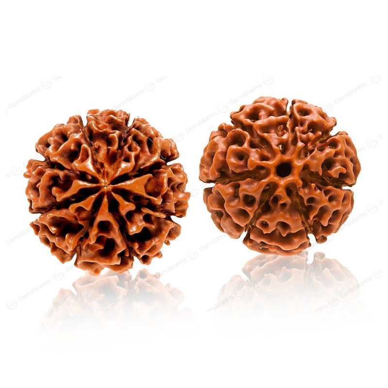 Shubh Samriddhi Rudraksha Combo