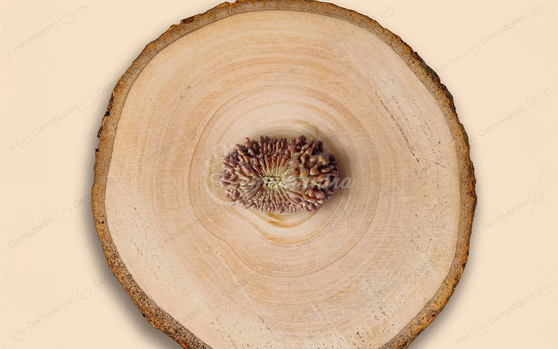 Natural 21 Mukhi Rudraksha (Nepali)