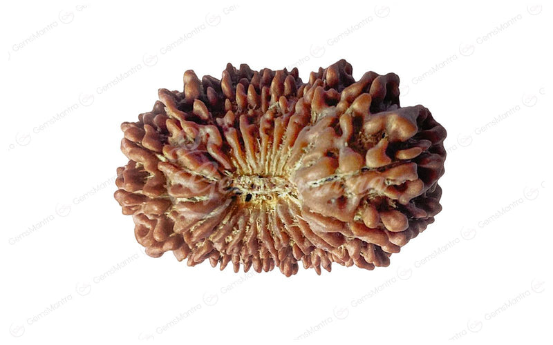 Natural 21 Mukhi Rudraksha (Nepali)