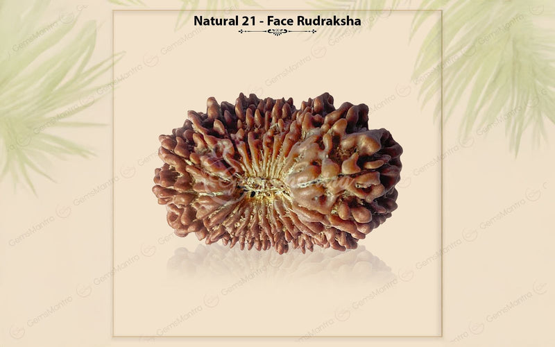 Natural 21 Mukhi Rudraksha (Nepali)